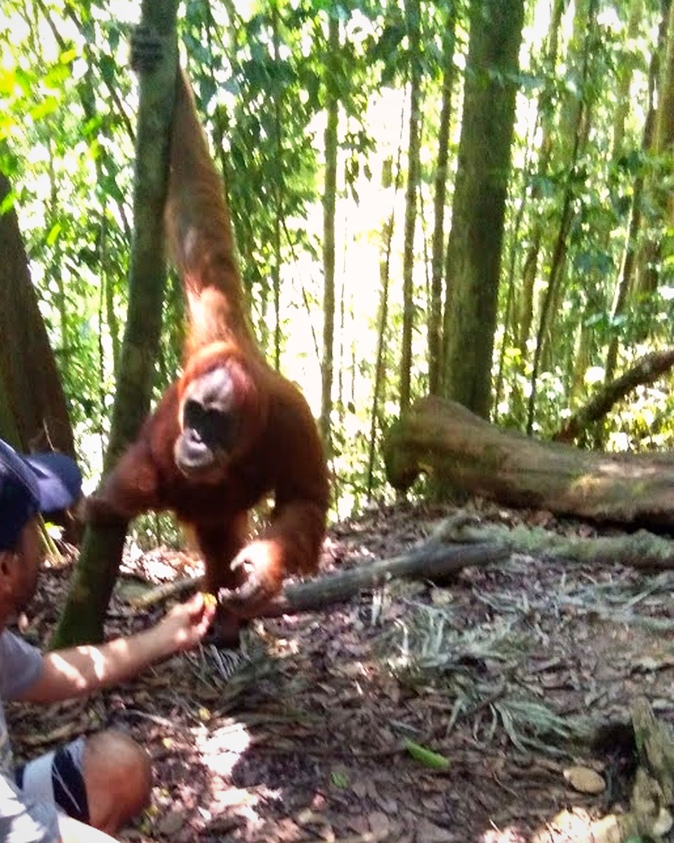 Bukit Lawang orangutan field documentation near Gunung Leuser